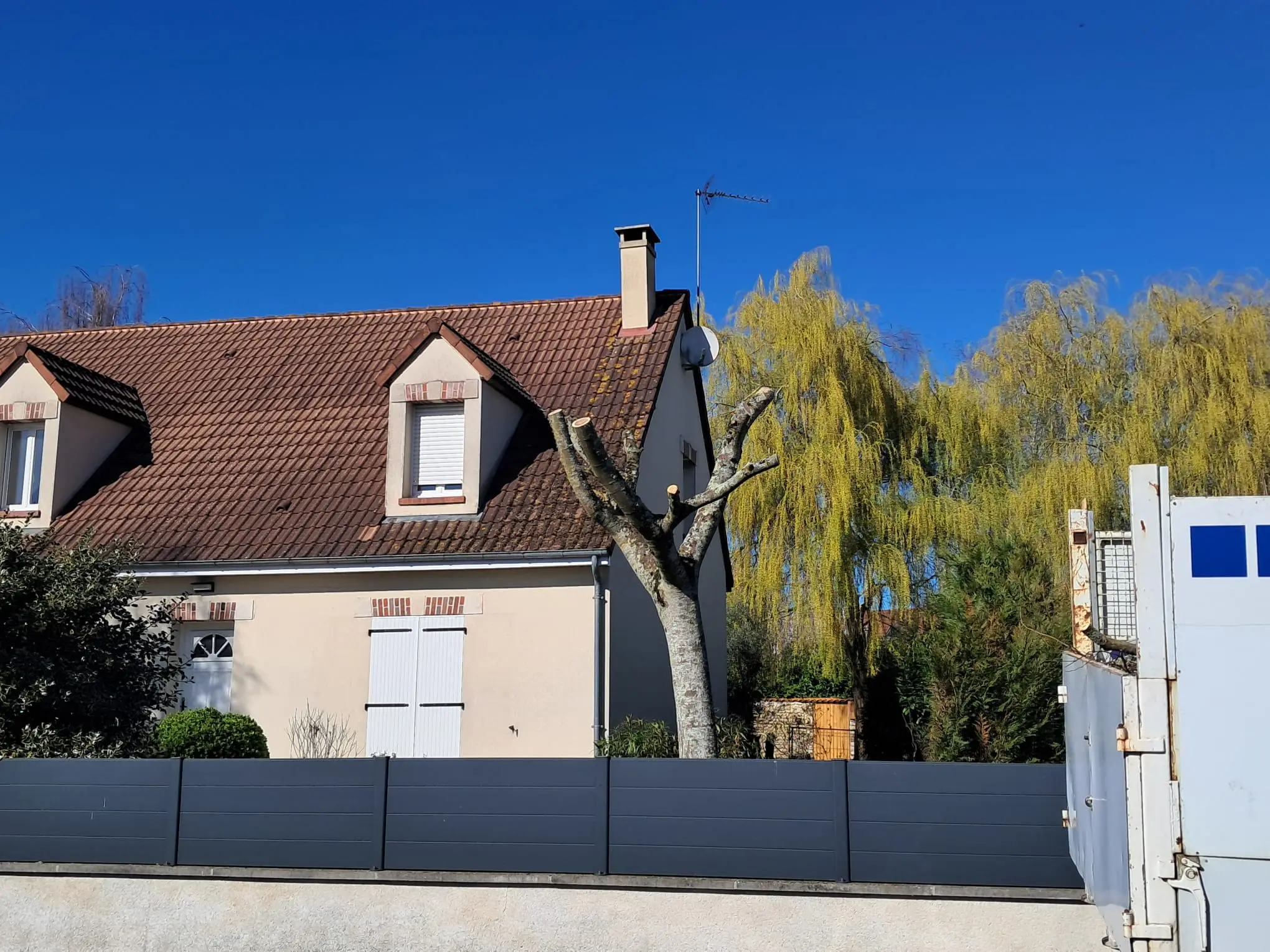Image d'un arbre dans une cours après élagage pour un client à Orléans