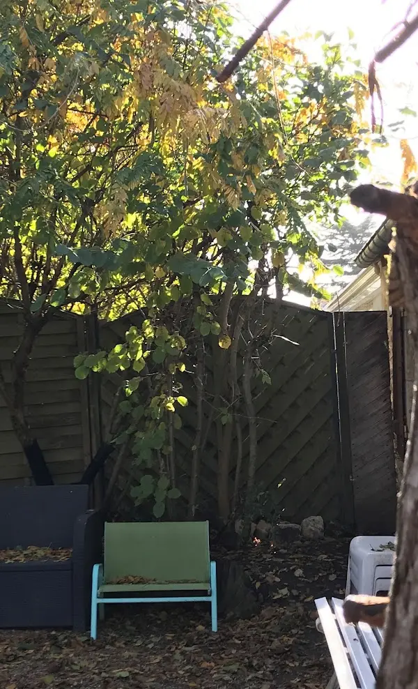 Image d'un arbre dans un jardin après abattage pour un client à Orléans