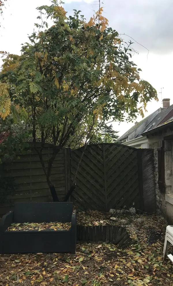 Image d'un arbre dans un jardin avant abattage pour un client à Orléans