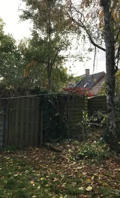 Image d'un arbre dans un jardin après élagage pour un client à Orléans