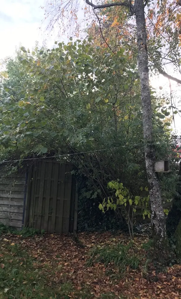 Image d'un arbre dans un jardin avant élagage pour un client à Orléans