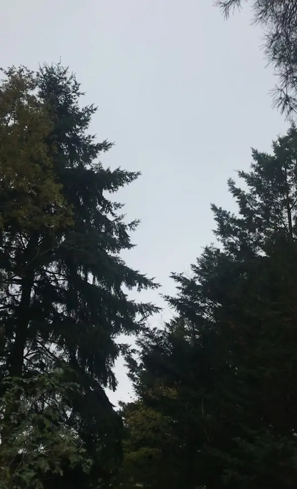 Image d'un arbre haut après intervention pour un client à Orléans