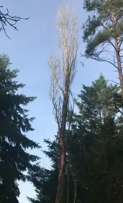 Image d'un arbre haut avant intervention pour un client à Orléans
