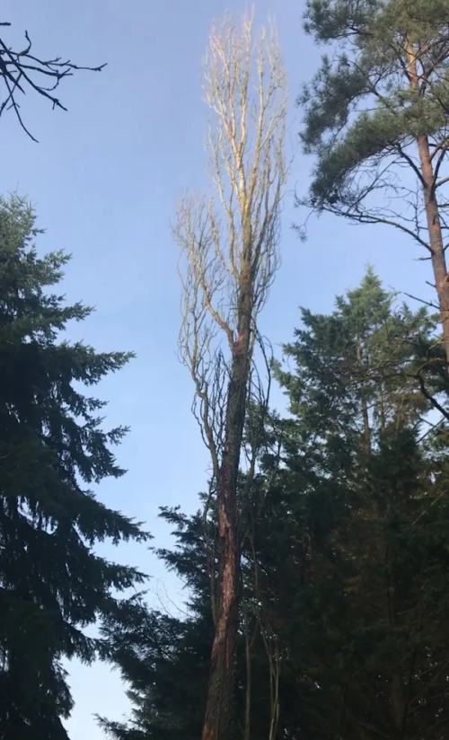 Image d'un arbre haut avant intervention pour un client à Orléans