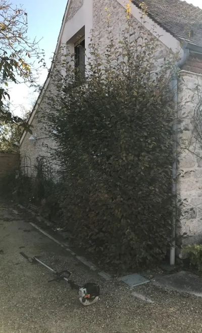Image d'une haie avant intervention pour un client à Orléans
