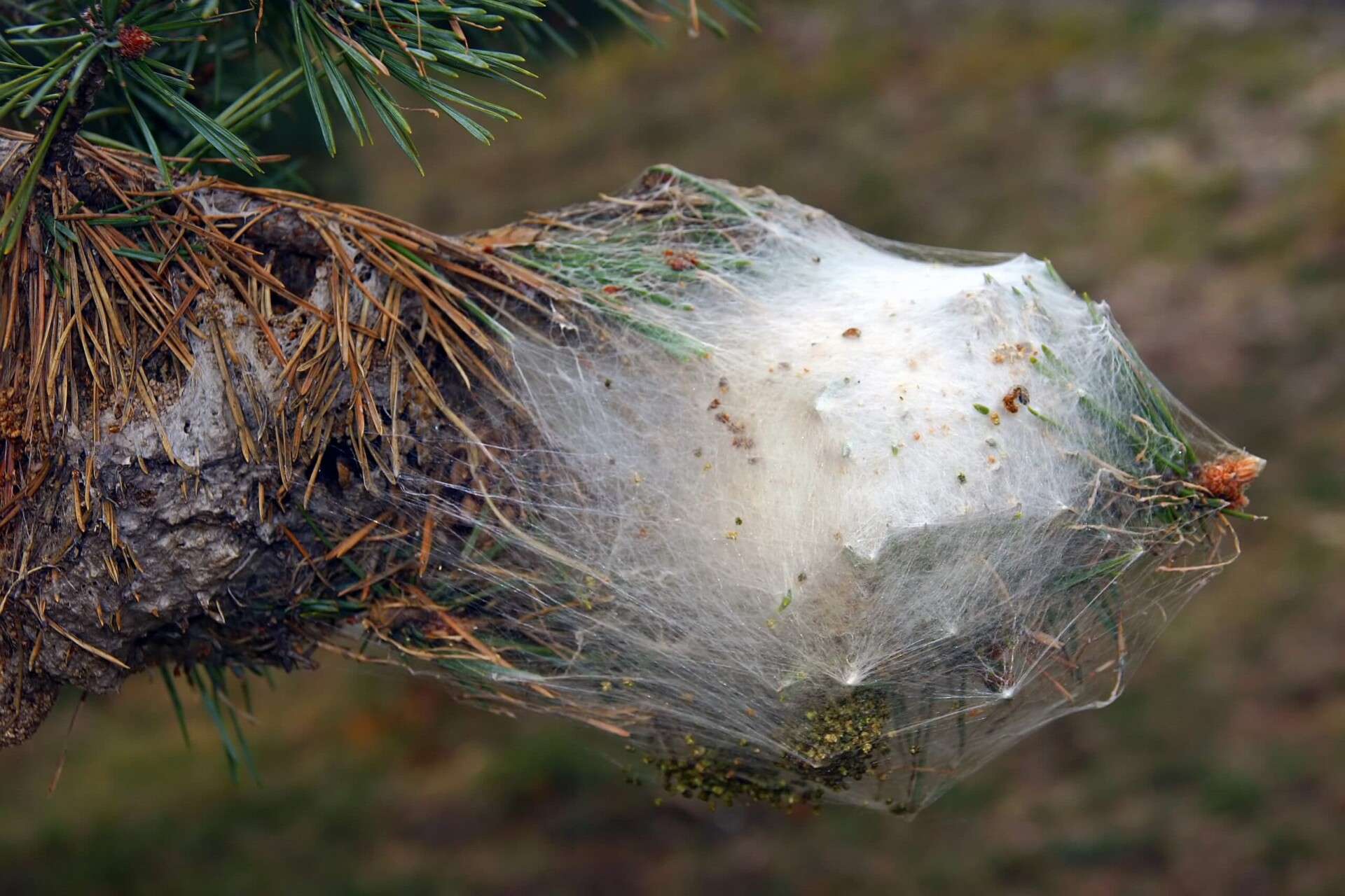 Chenilles processionnaires du pin dans le Loiret