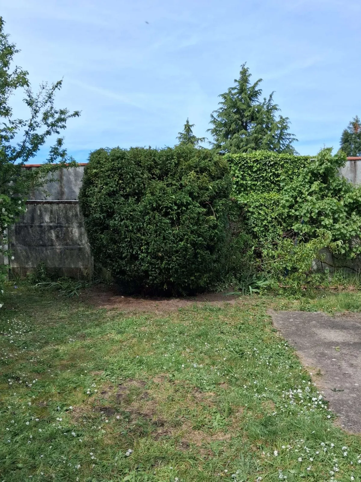 élagage-d'un-arbuste-à-orléans-pendant