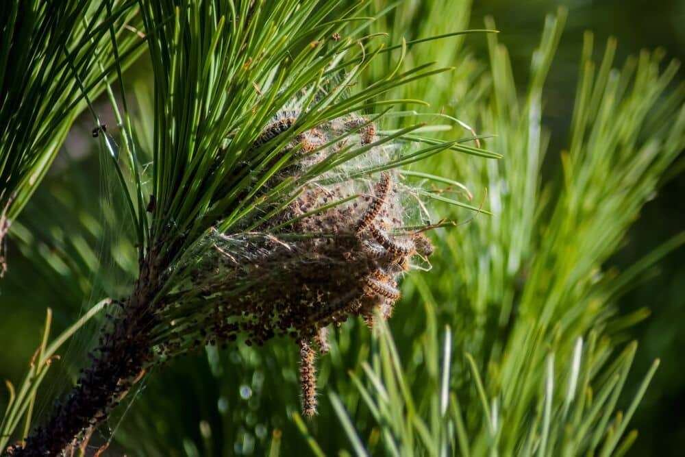 Gros plan sur la structure soyeuse d'un nid de chenilles processionnaires