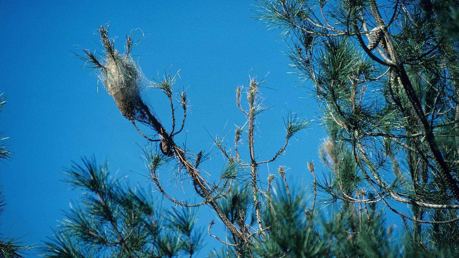 Pin affaibli par l'infestation de chenilles processionnaires : ramure éclaircie et dégâts visibles
